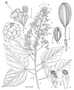 Reevesia clarkii (Monach. & Moldenke) S. Solheim ex Machuca-Machuca