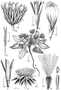 Stephanbeckia plumosa H. Rob. & V.A. Funk
