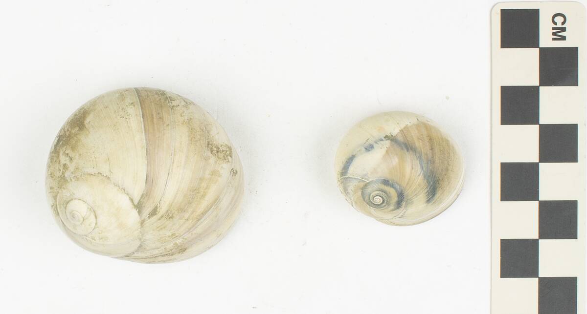 Two pale fossil moon snail shells, one upright and one showing the coiled aperture, beside a centimetre scale bar.