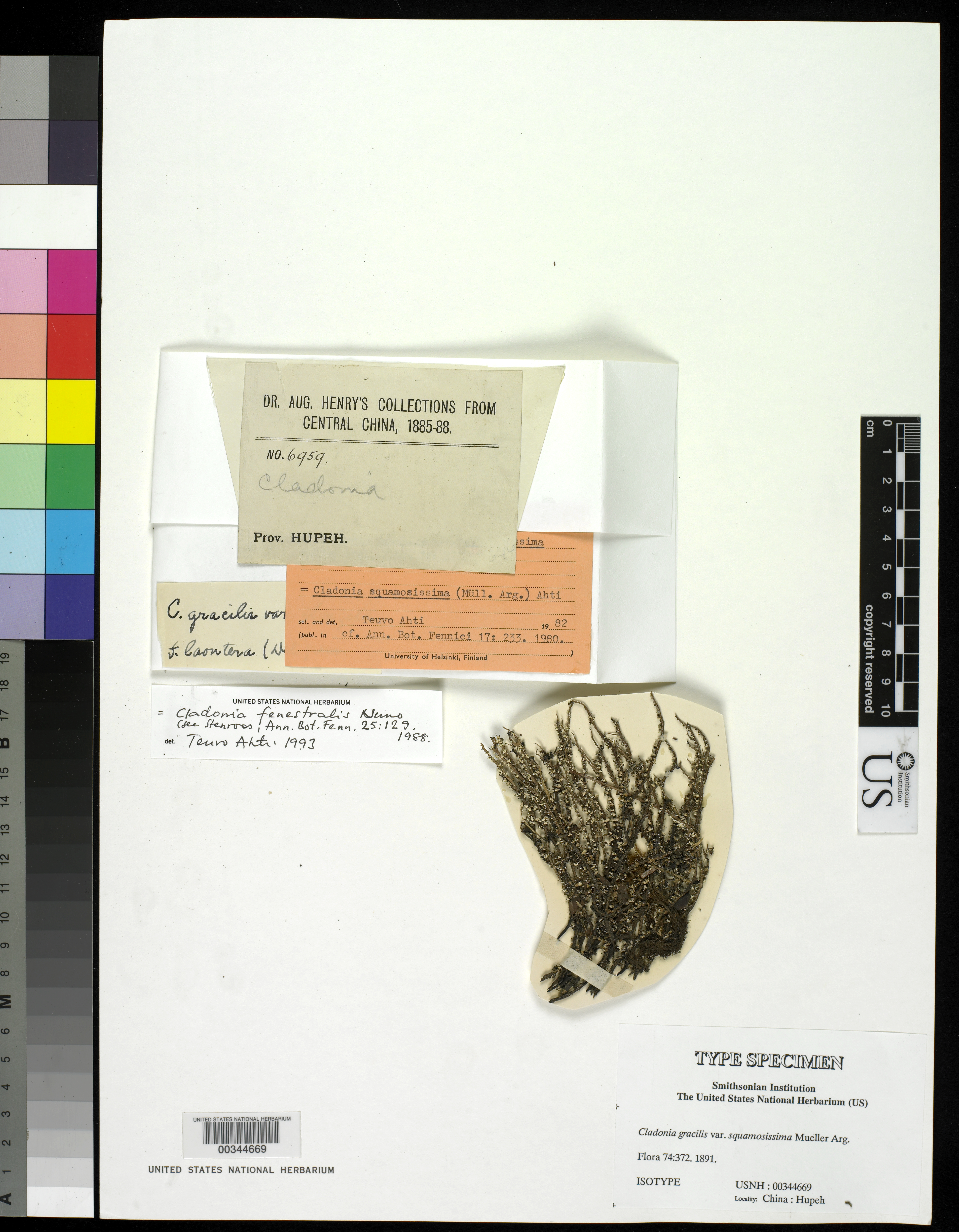 Cladonia gracilis var. squamosissima image