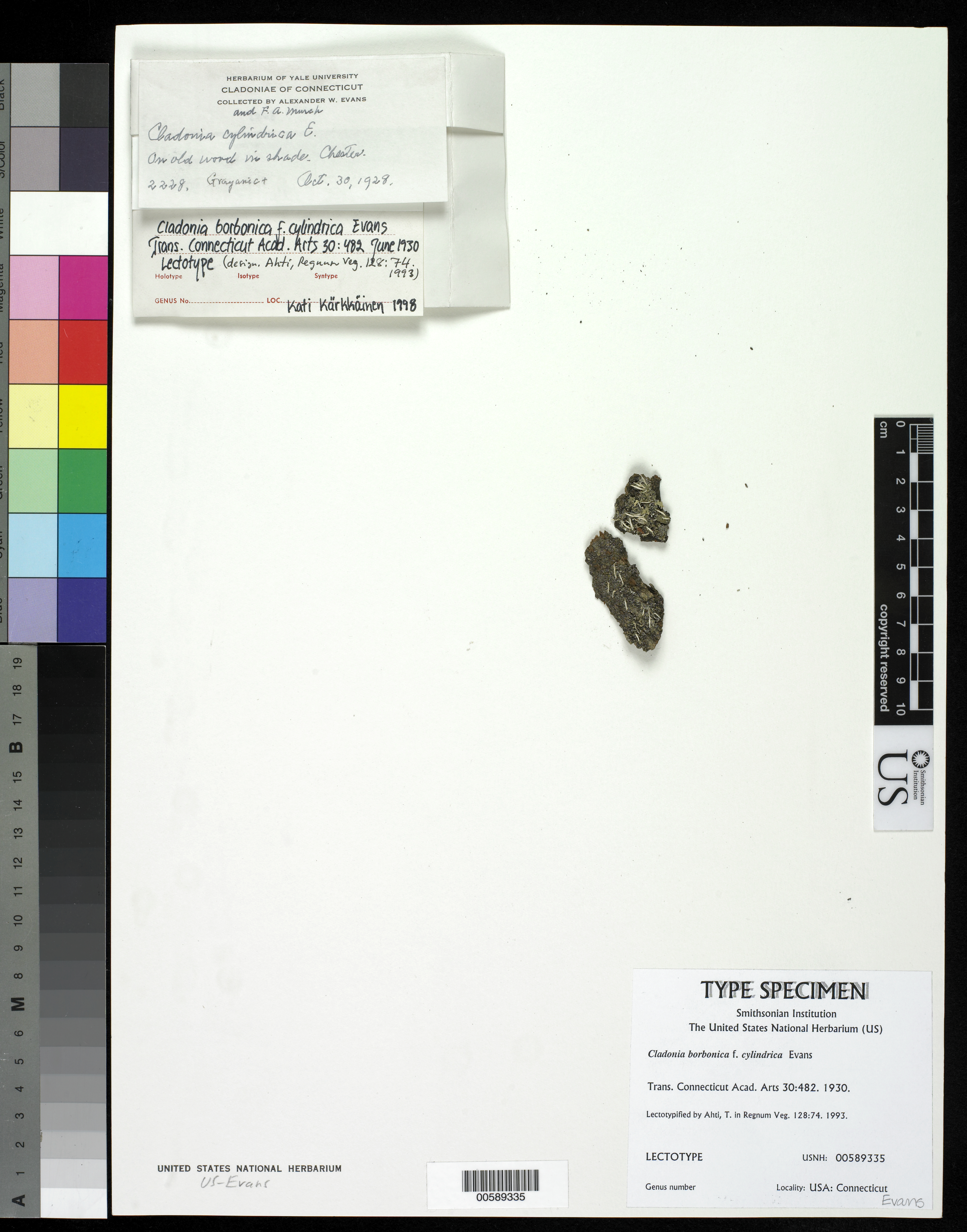 Cladonia borbonica f. cylindrica image