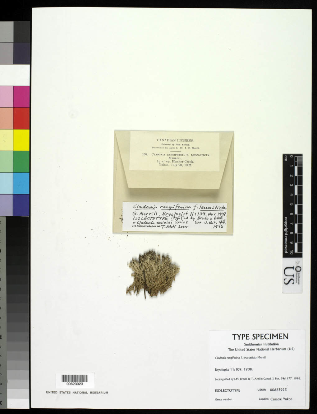 Cladonia rangiferina f. leucosticta image