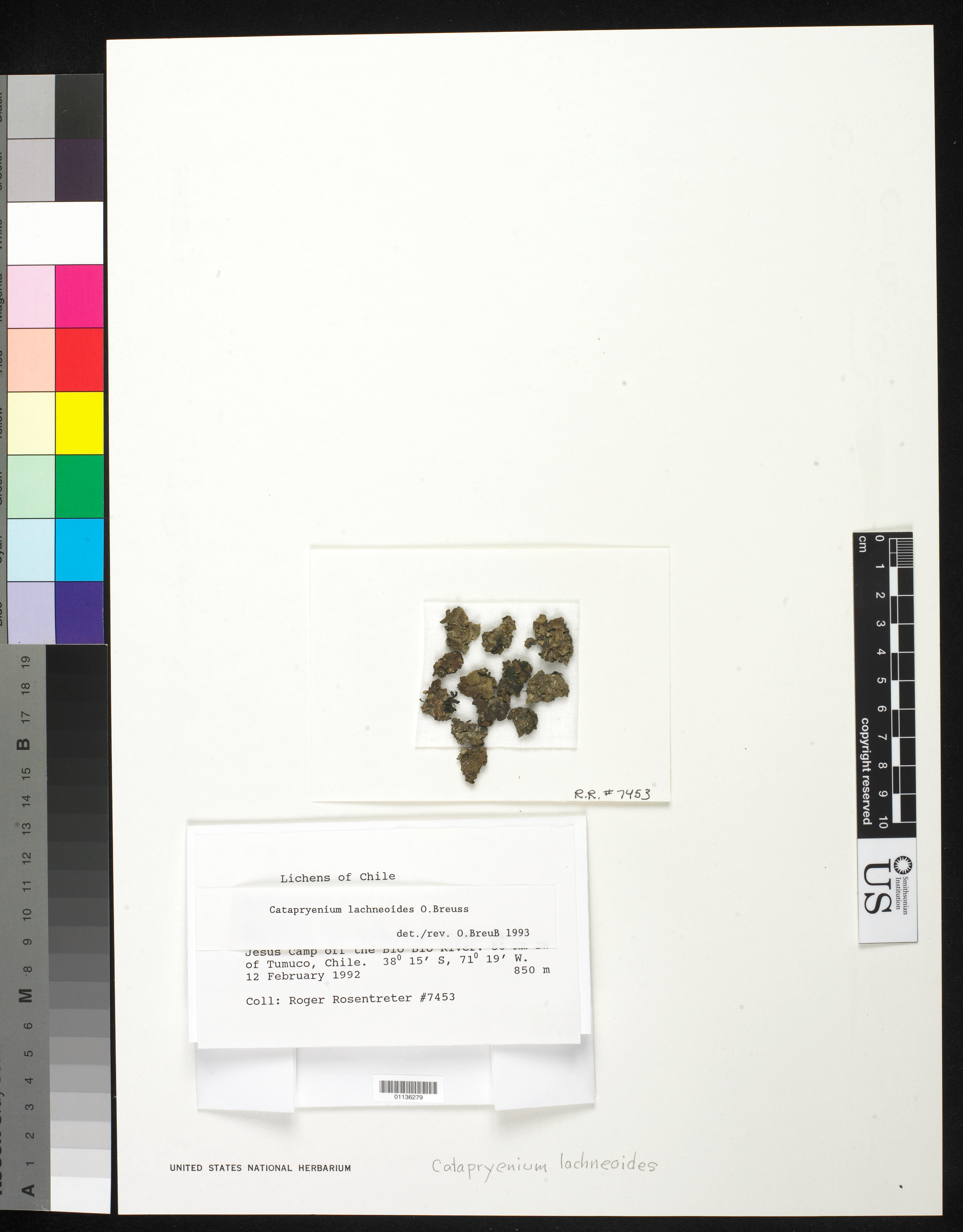 Placidium lachneoides image