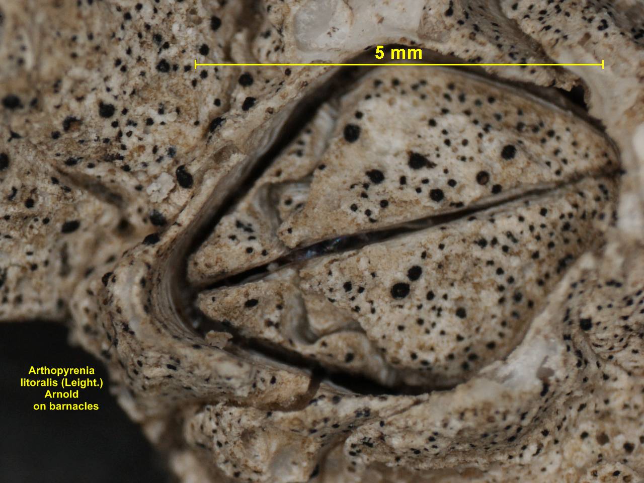 Collemopsidium sublitorale image