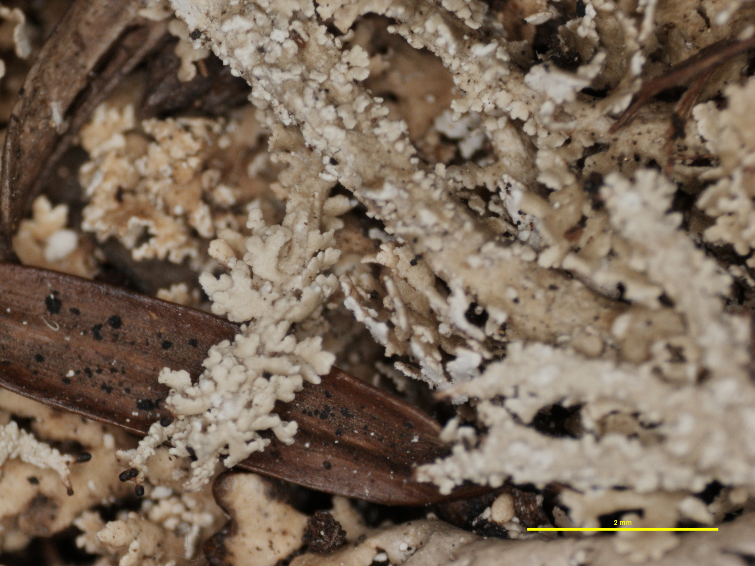Cladonia atlantica f. microphylla image