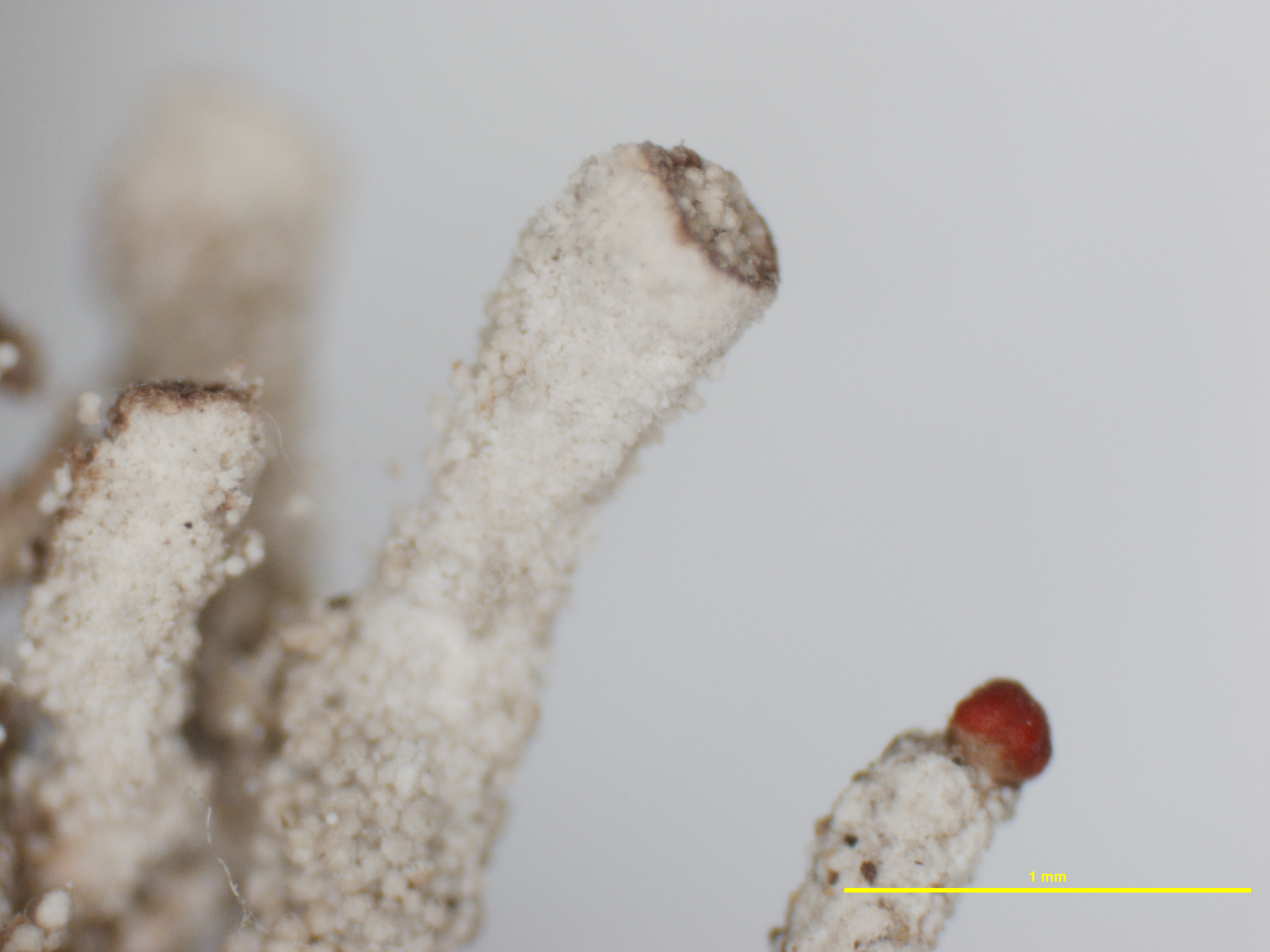 Cladonia borbonica f. ramosa image