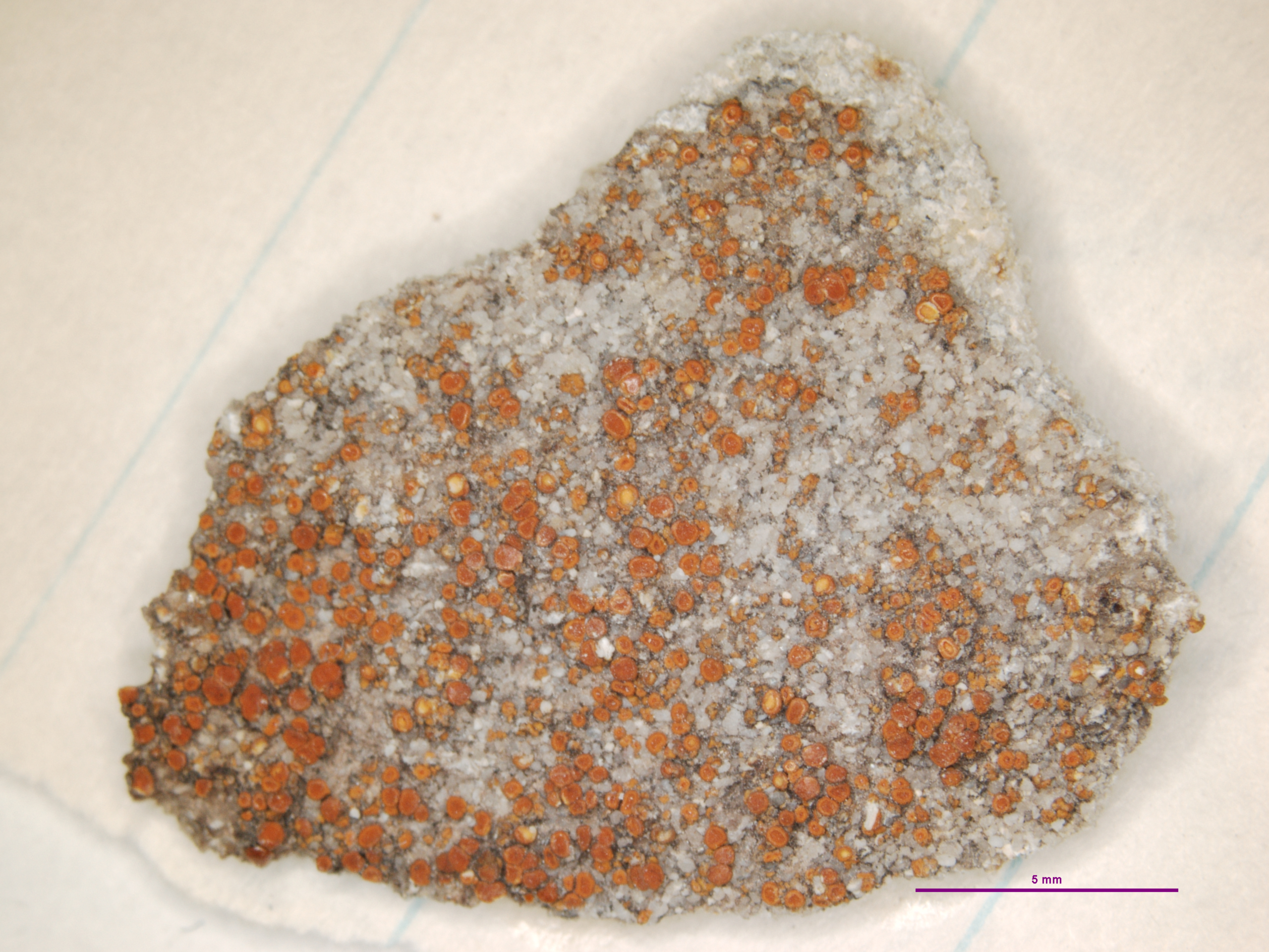 Caloplaca urceolata image