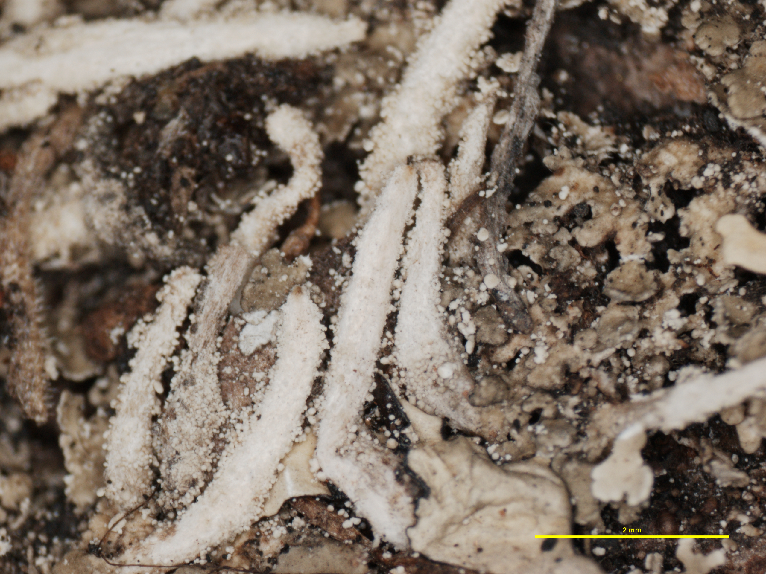 Cladonia cylindrica image