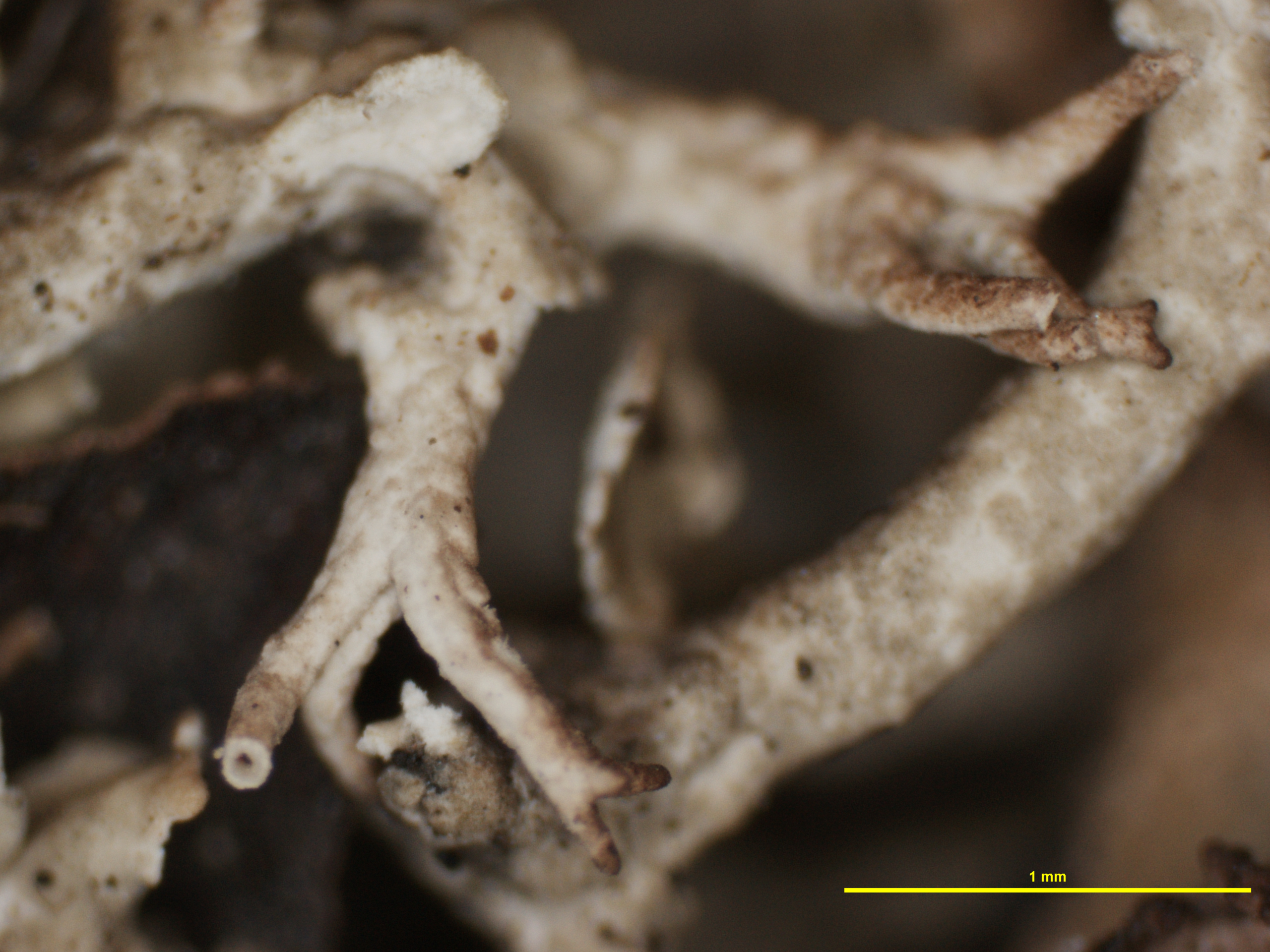 Cladonia furcata f. prolifera image