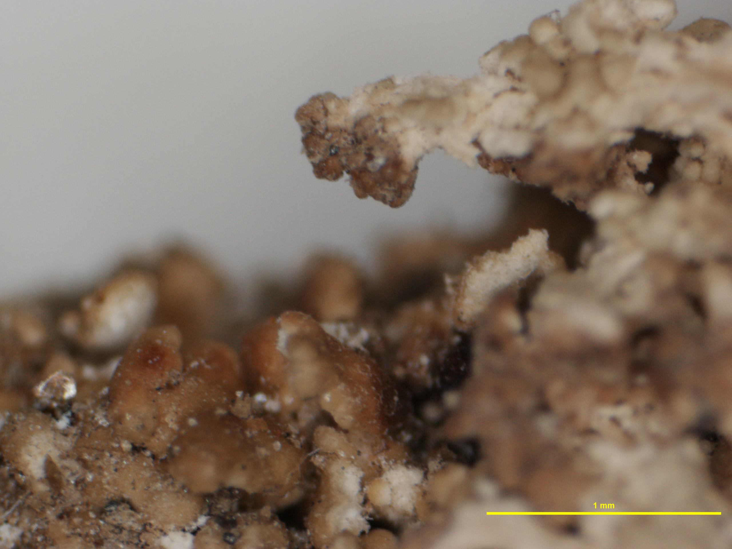 Cladonia mitrula f. microcarpa image