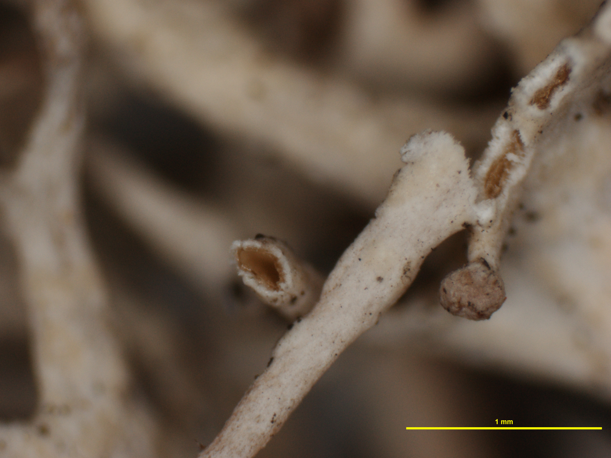 Cladonia dissecta image