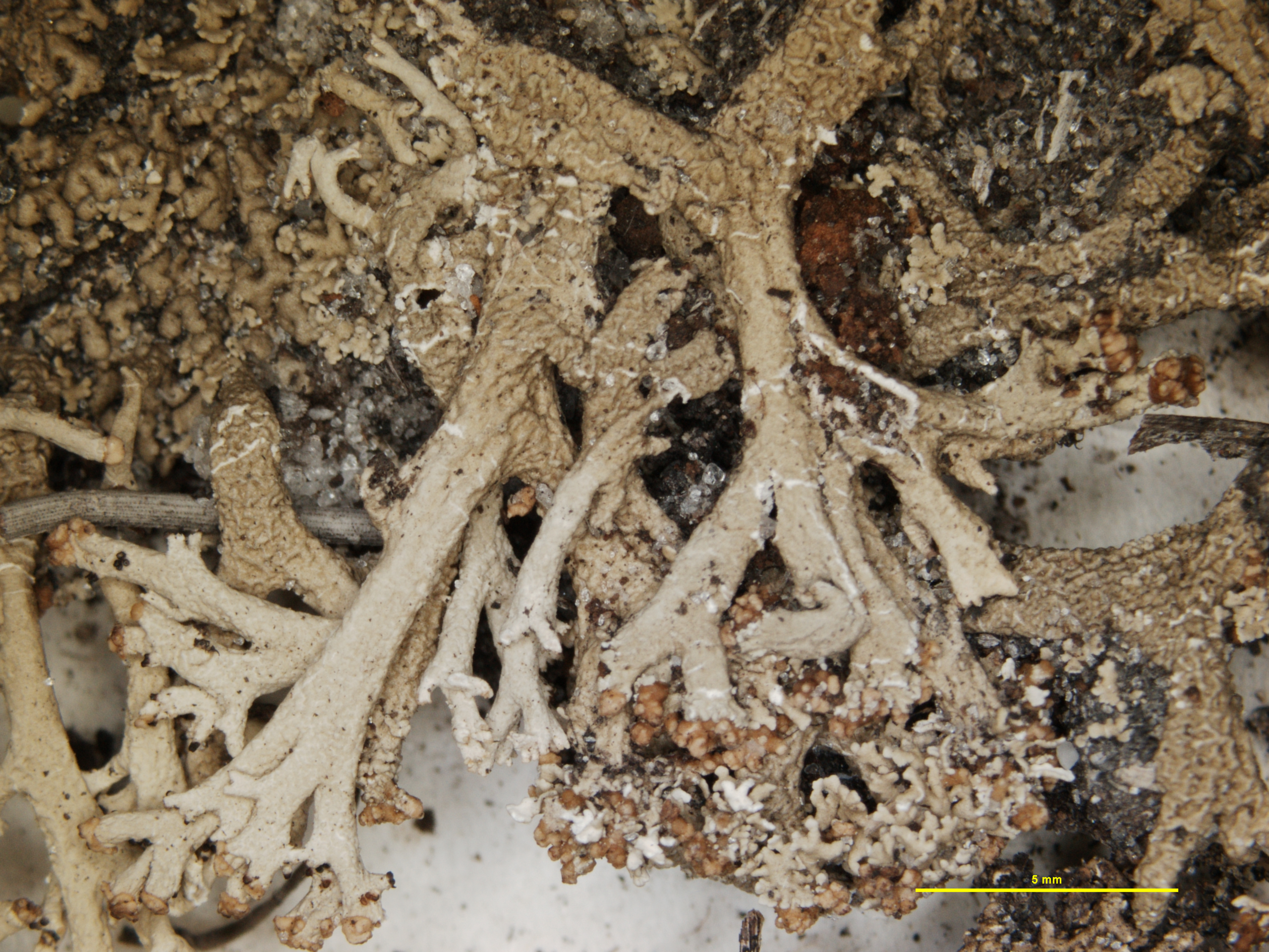 Cladonia leporina f. squamulosa image