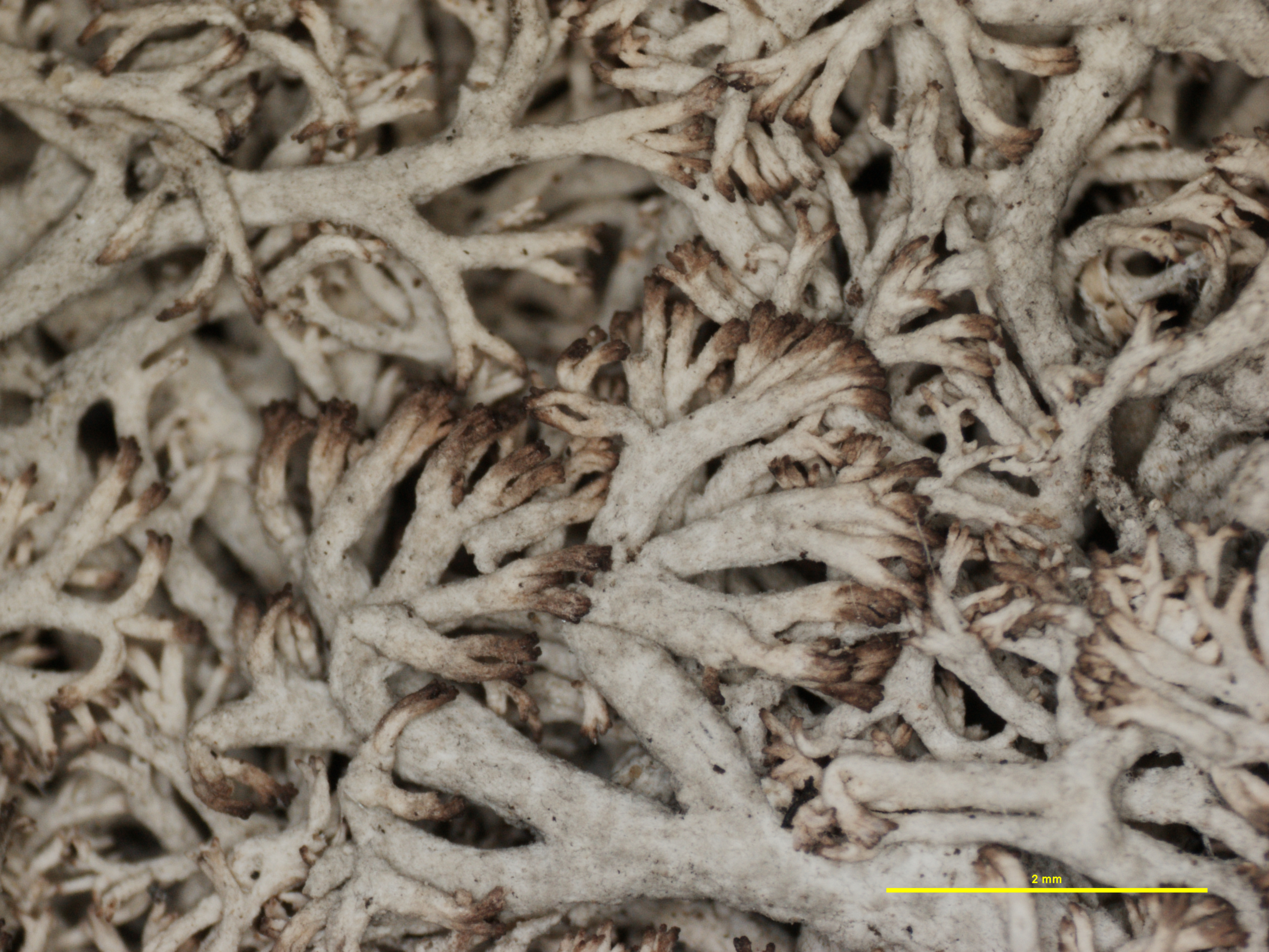 Cladonia mitis f. pulvinata image