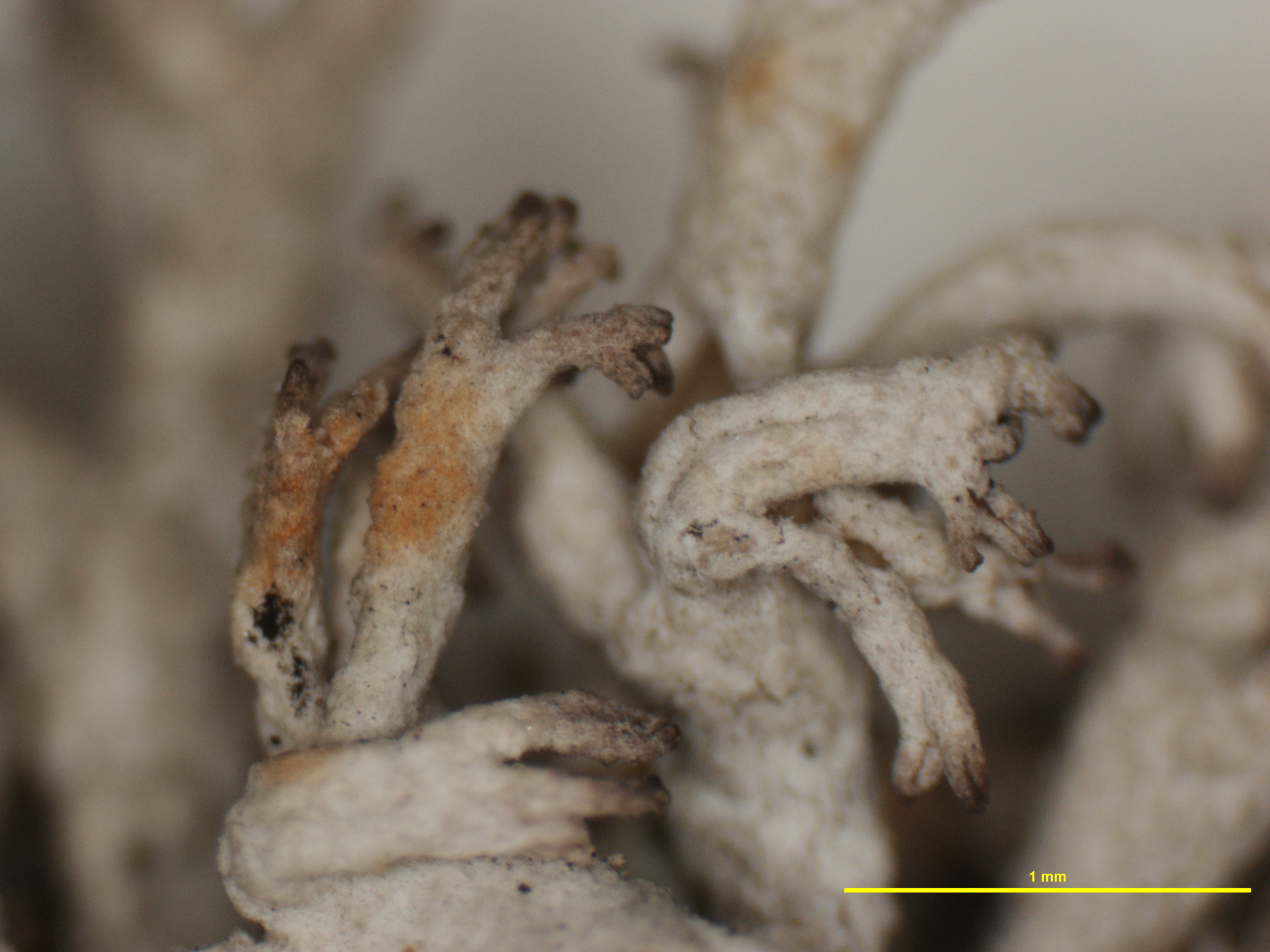 Cladonia mitis f. pulvinata image