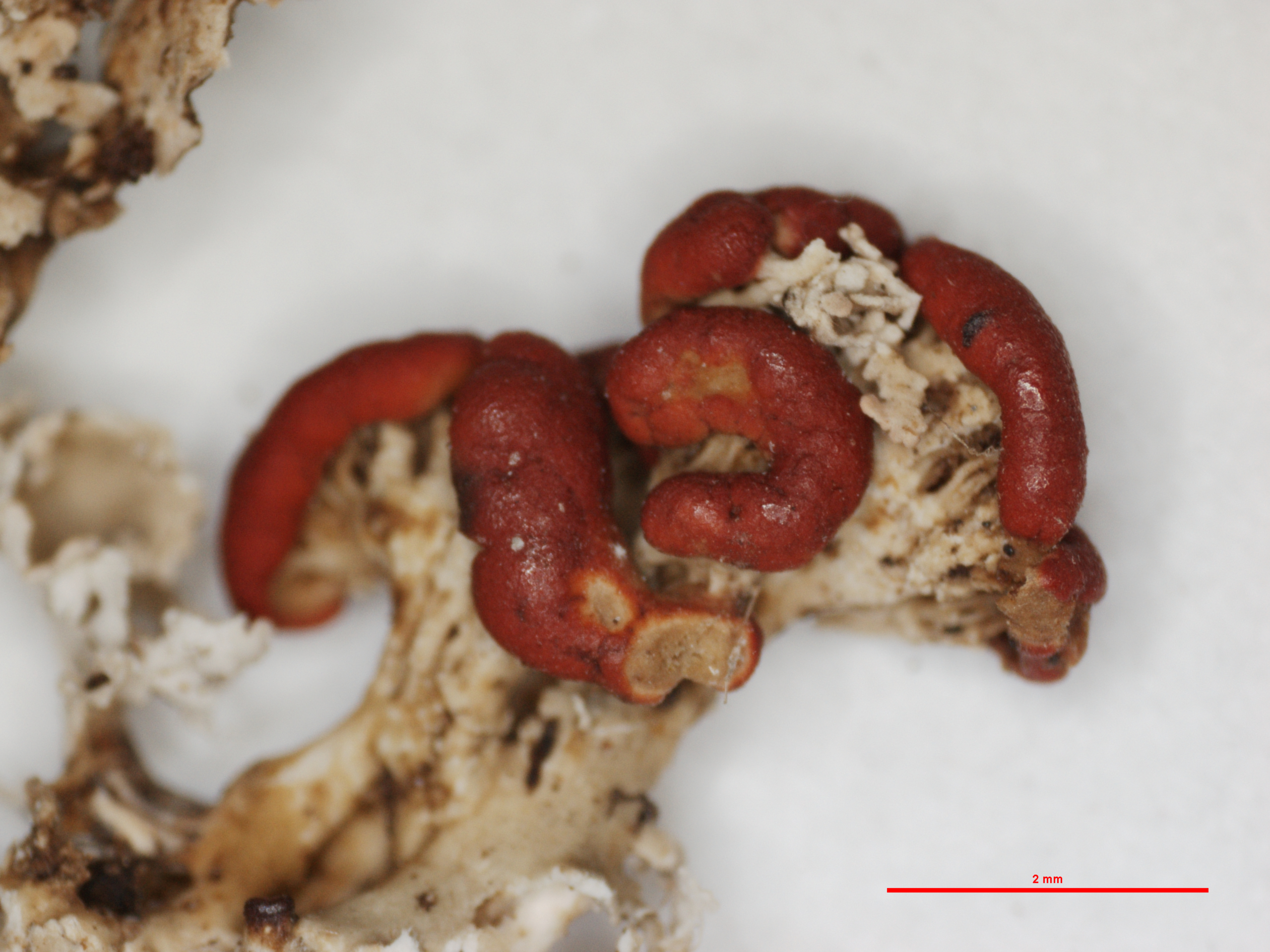 Cladonia transcendens f. squamulosa image