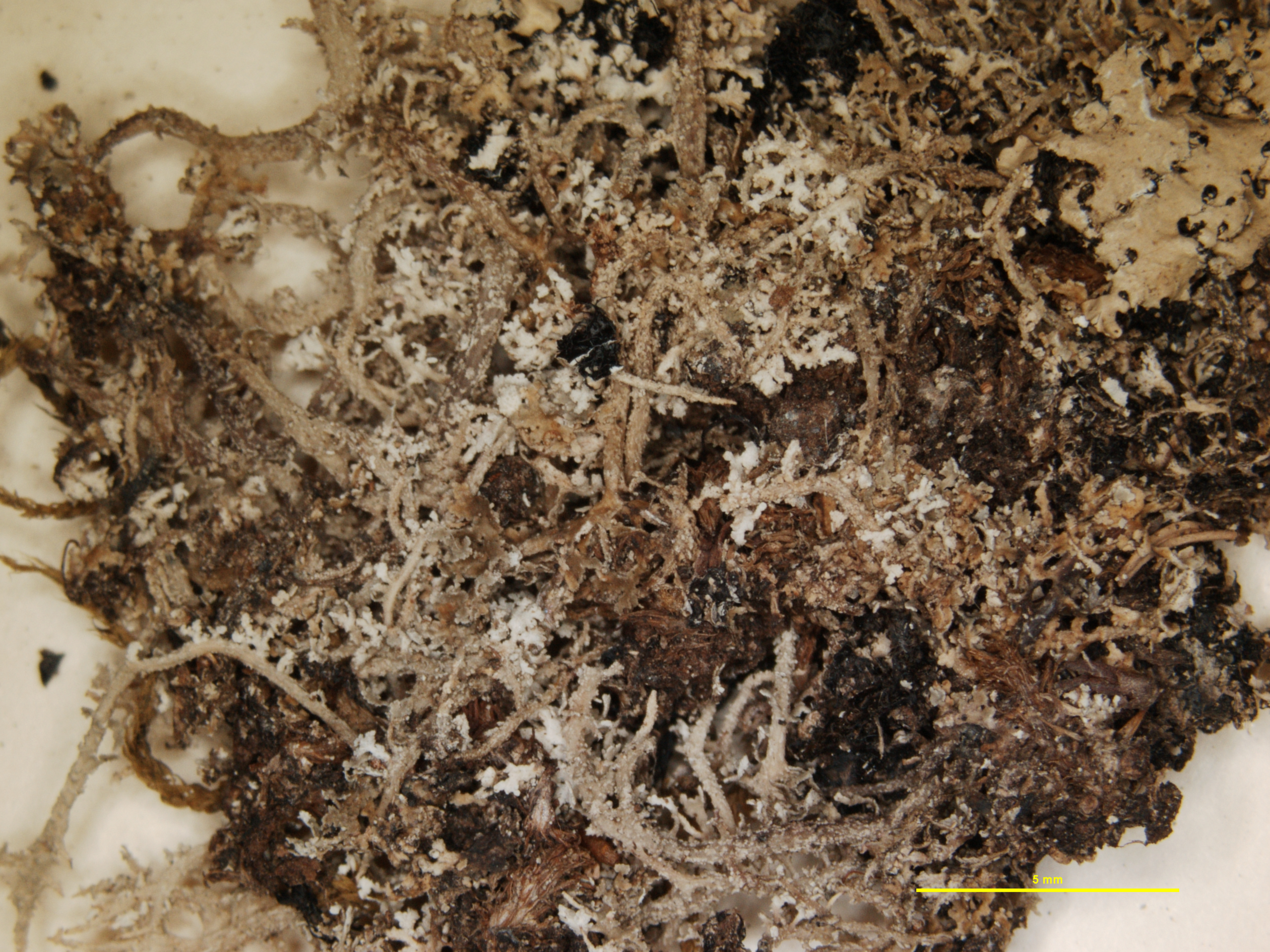 Cladonia subdelicatula image