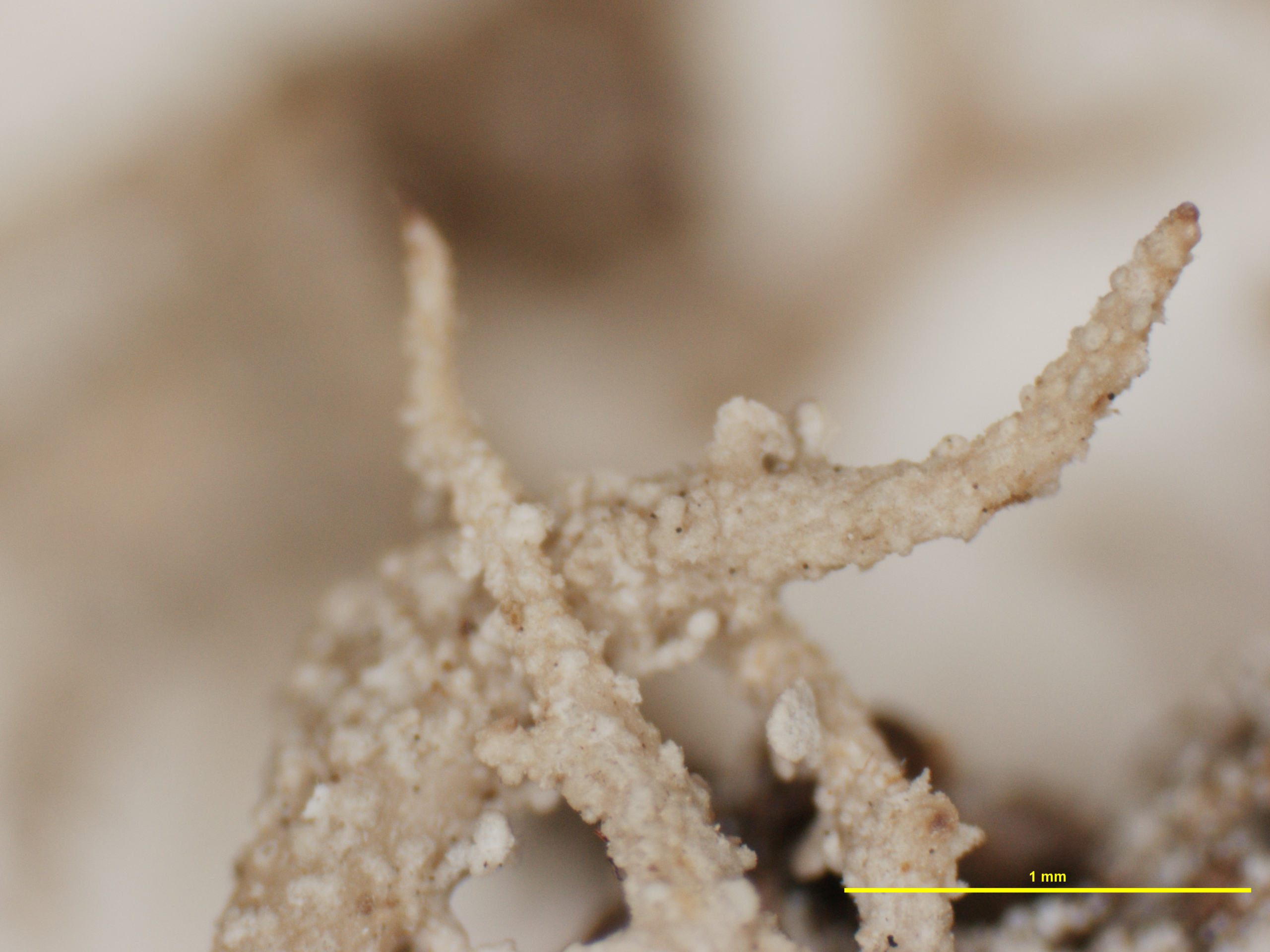 Cladonia subdelicatula image