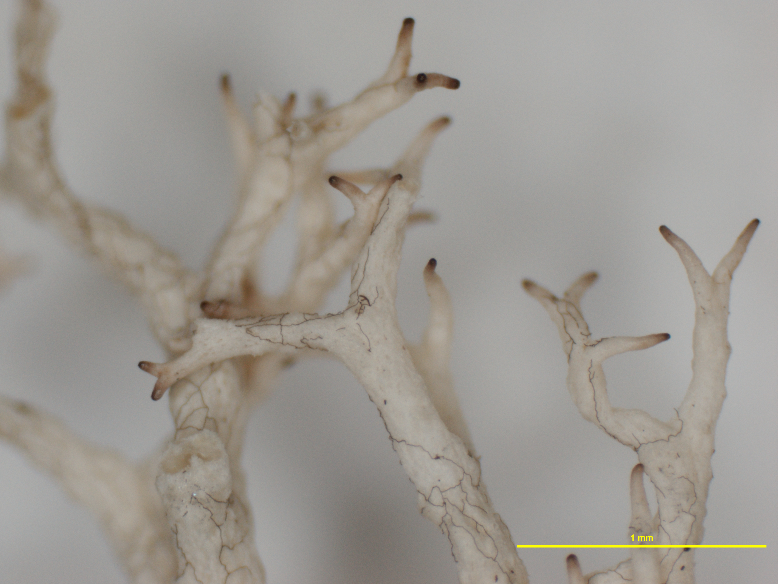Cladonia steyermarkii image