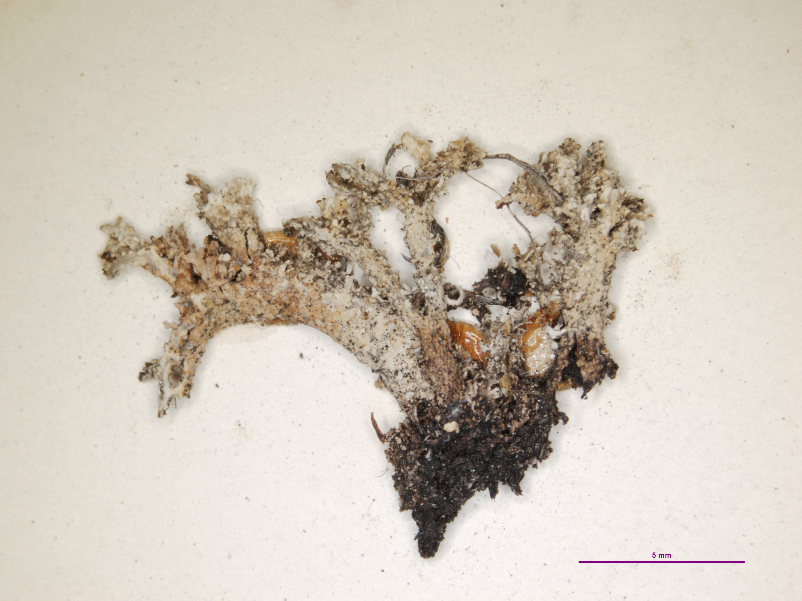 Cladonia simulata image