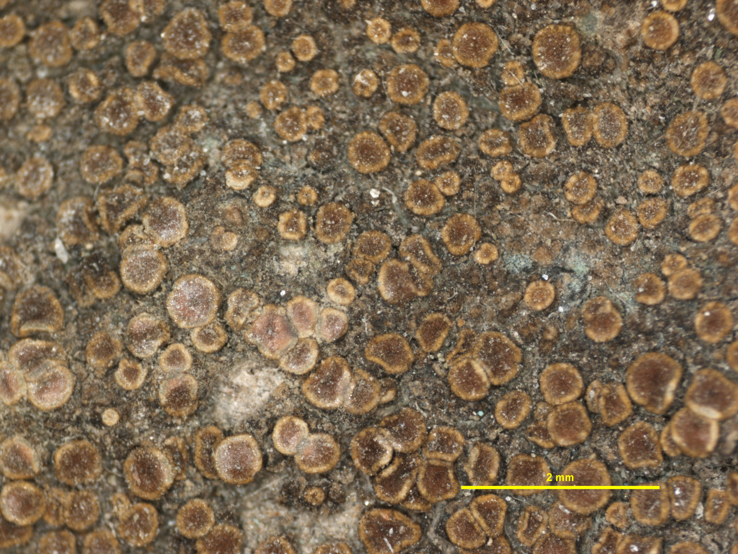 Lecanora varia f. saxicola image